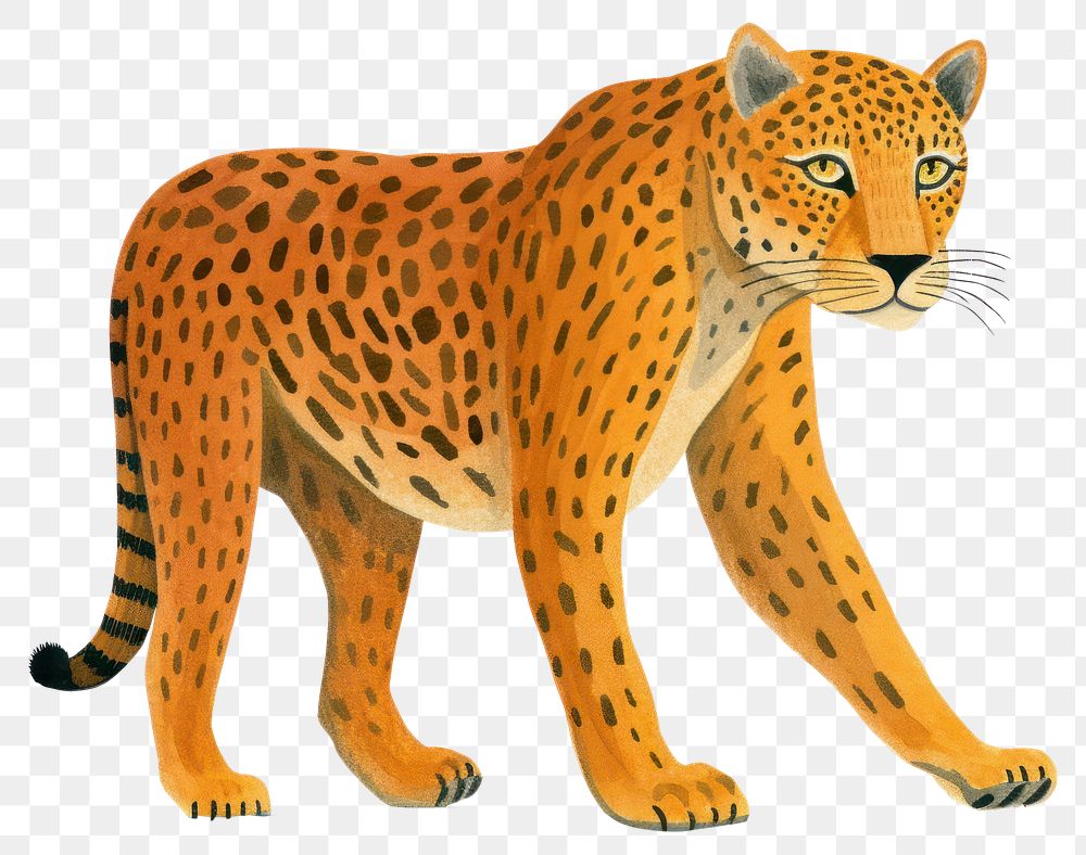 PNG Jaguar walking wildlife leopard cheetah.