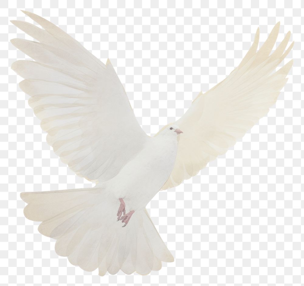 PNG Dove peace ripped paper animal white bird.