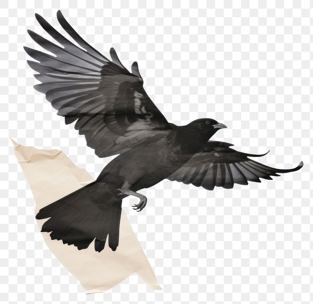 PNG Black dove ripped paper animal bird white background.