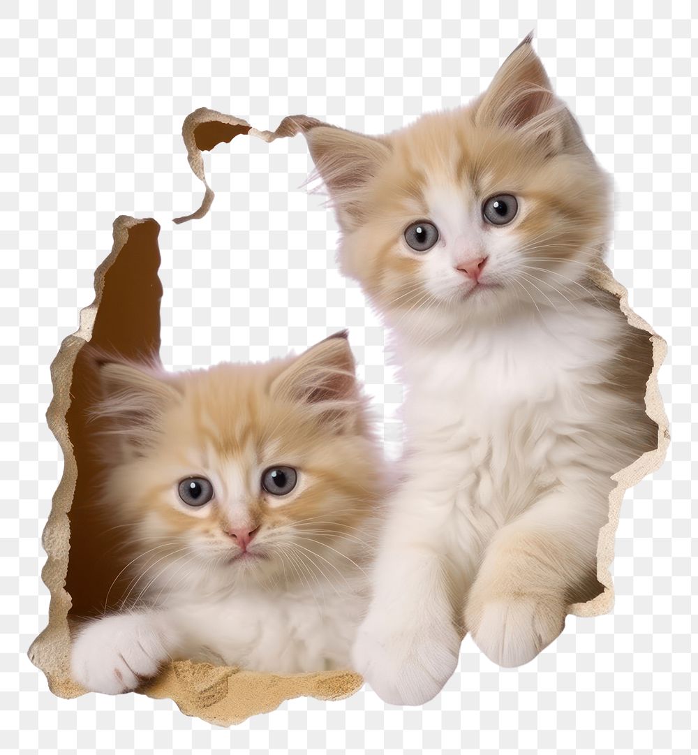 PNG Kittens ripped paper animal mammal pet