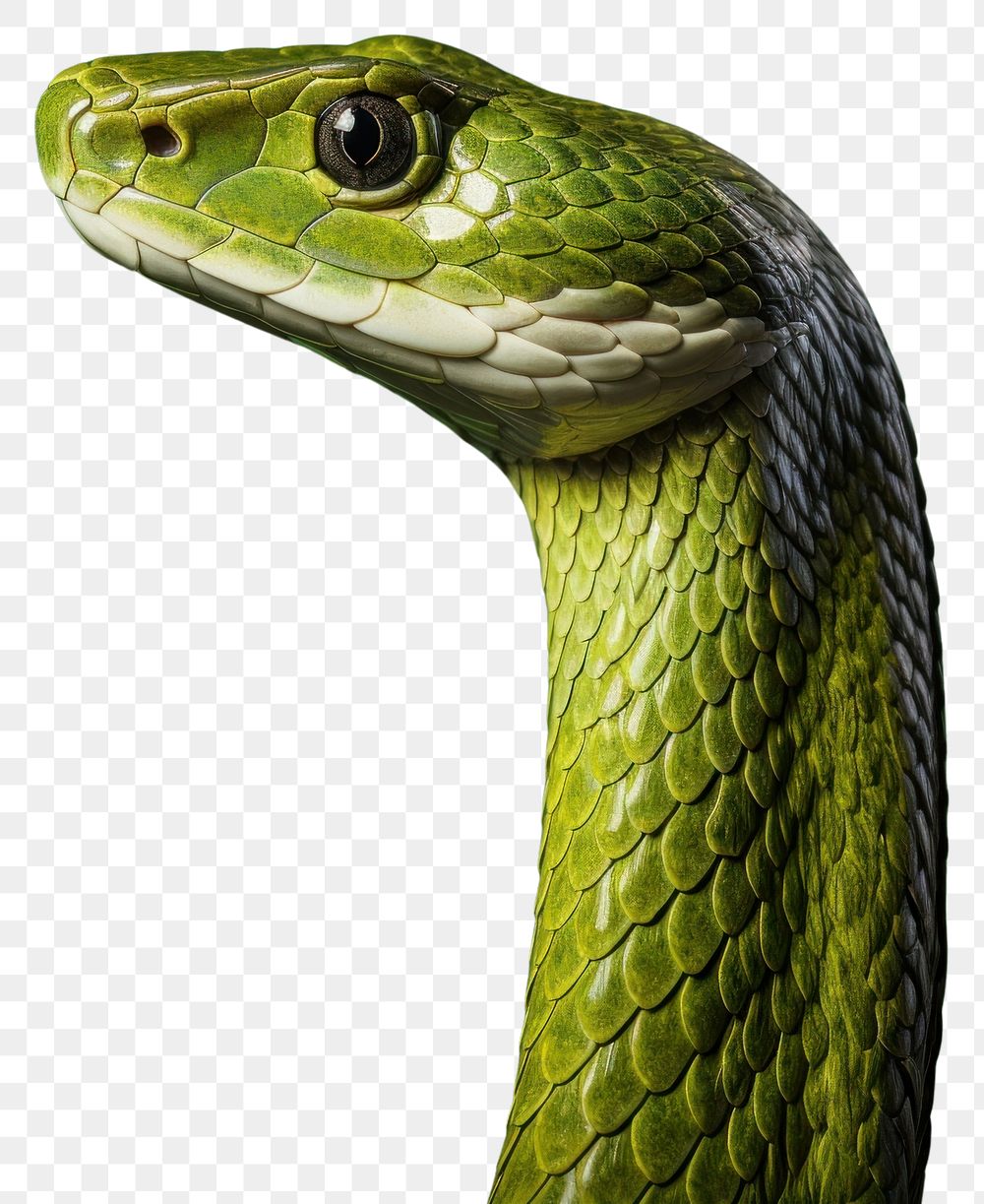 PNG Snake side portrait profile reptile animal wildlife