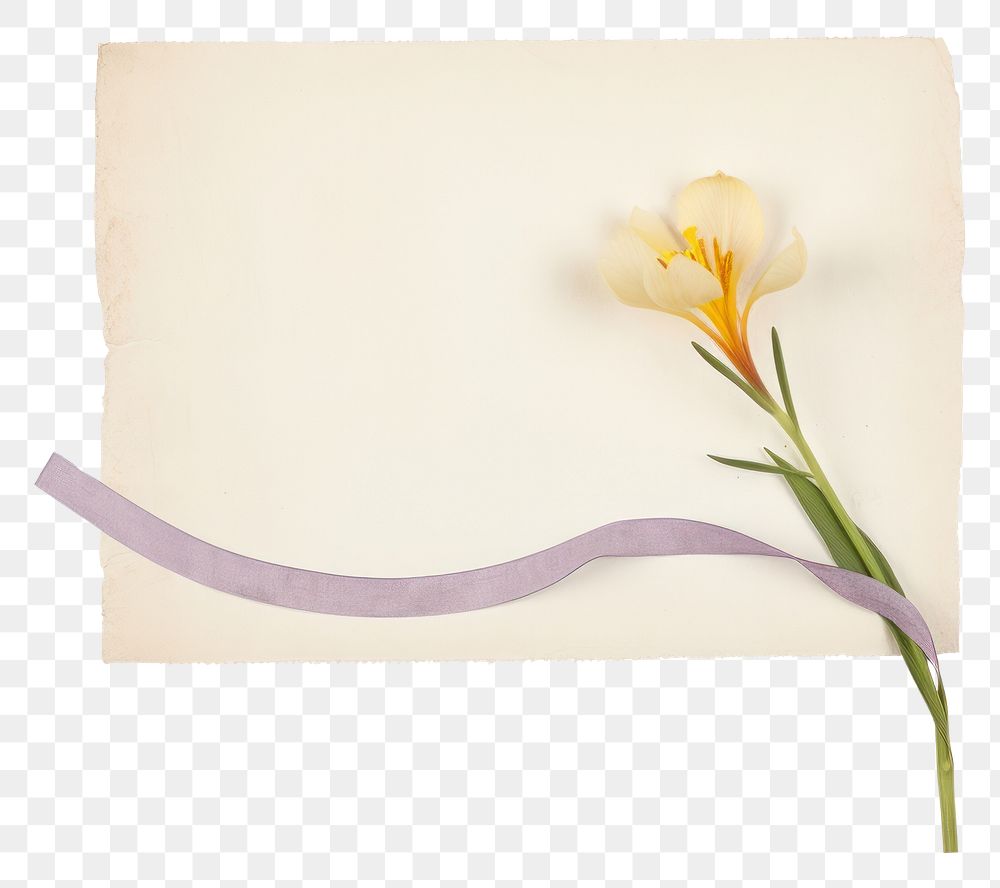 PNG  Crocus ephemera envelope daffodil blossom.