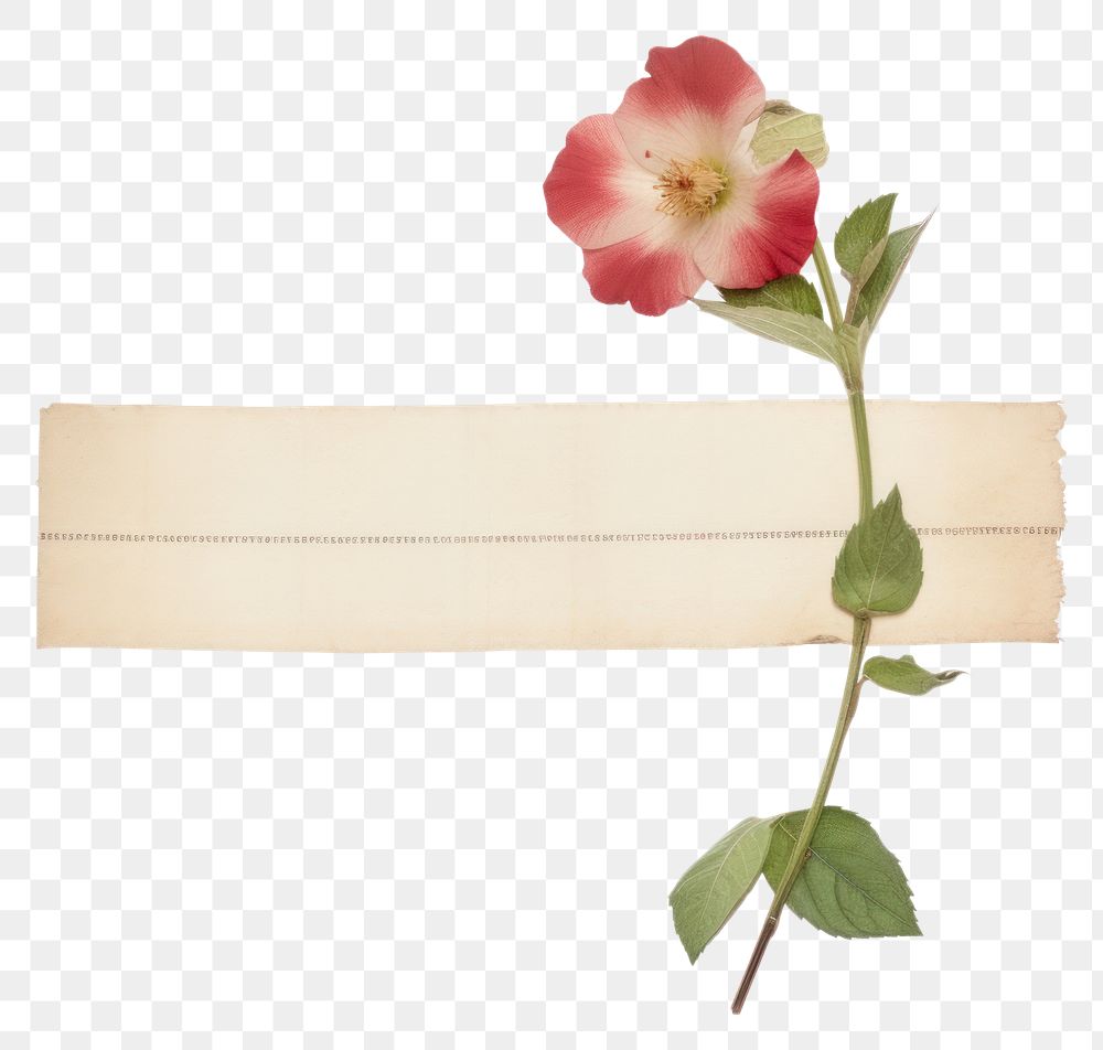 PNG  Rose of sharon ephemera letterbox hibiscus blossom.