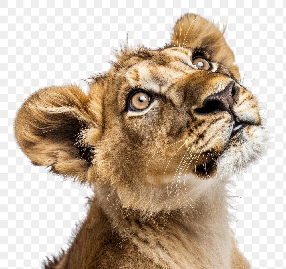PNG Lion looking confused wildlife animal mammal.