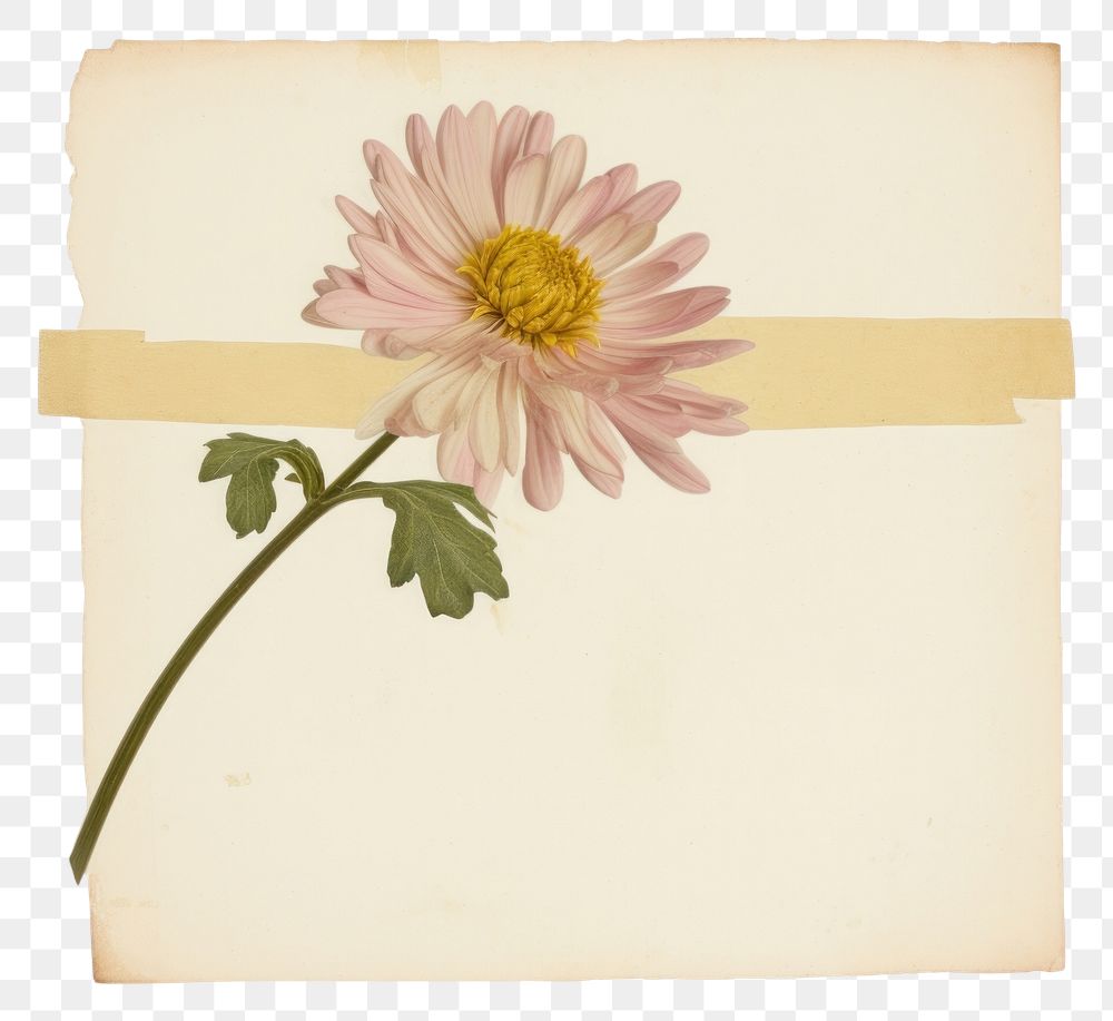 PNG  Chrysanthemum ephemera asteraceae letterbox envelope.