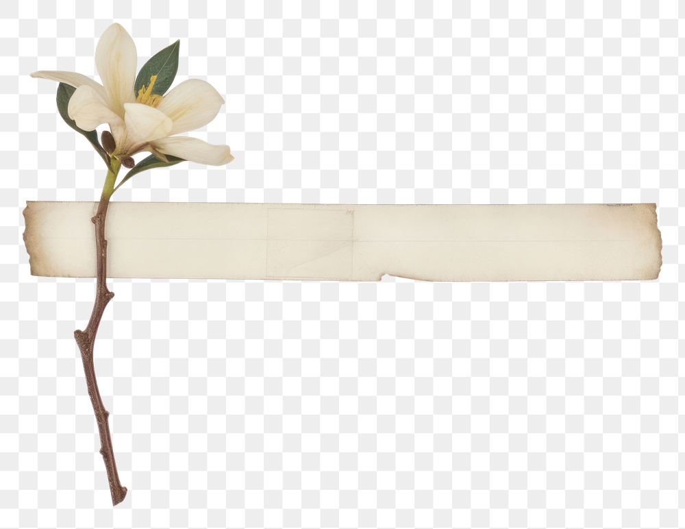 PNG  Magnolia ephemera accessories accessory blossom.