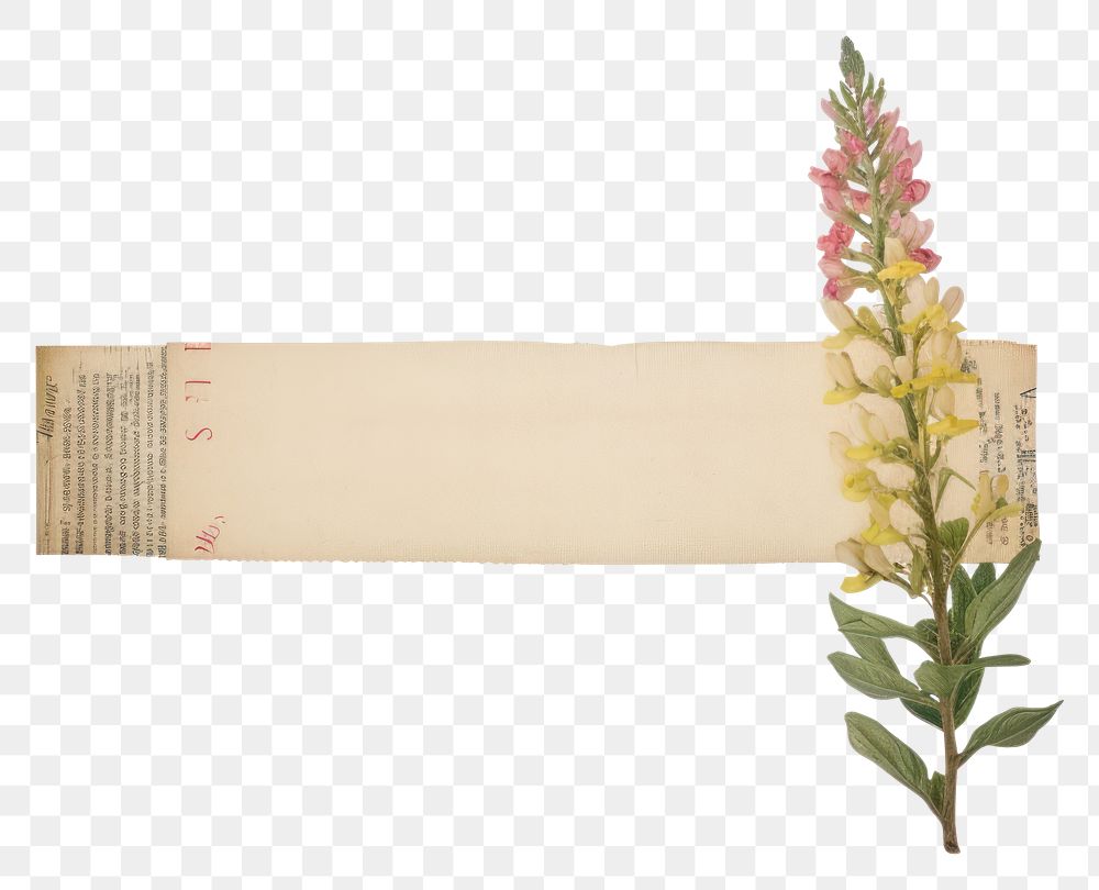 PNG  Lupine ephemera blossom flower herbal.