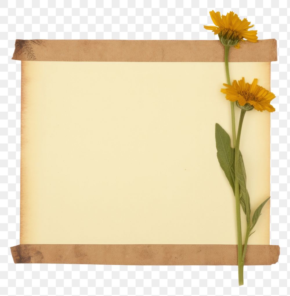 PNG  Marigold ephemera asteraceae letterbox sunflower