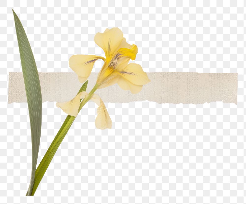 PNG  Iris ephemera gladiolus daffodil blossom.
