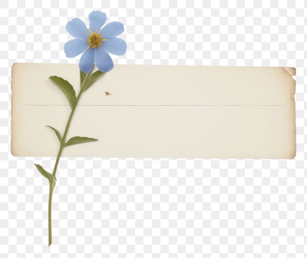 PNG  Blue flower ephemera asteraceae letterbox envelope
