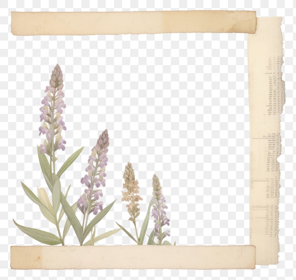PNG  Lupine ephemera astragalus letterbox lavender.