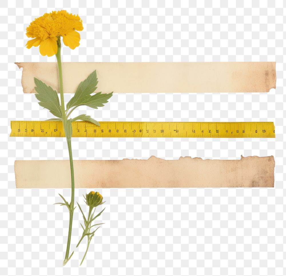 PNG  Marigold ephemera asteraceae sunflower letterbox.