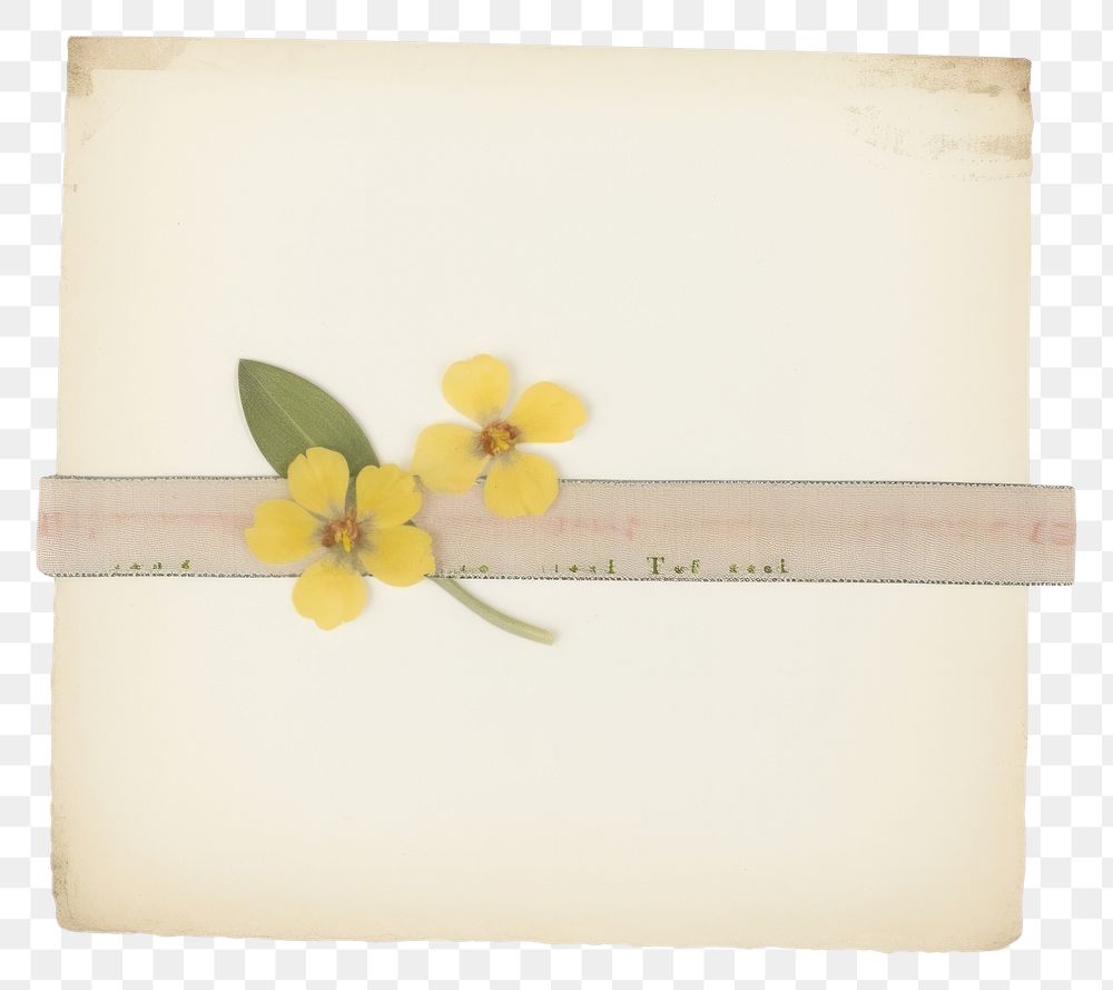 PNG  Primrose ephemera letterbox envelope daffodil.