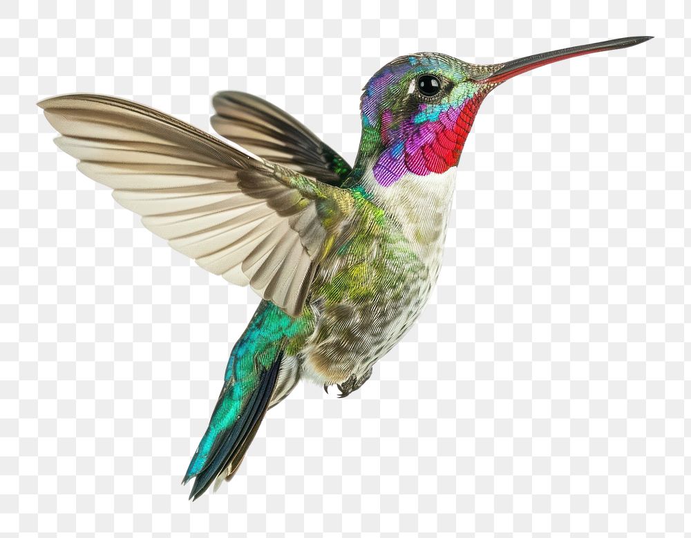 PNG Broad Billed Hummingbird hummingbird animal