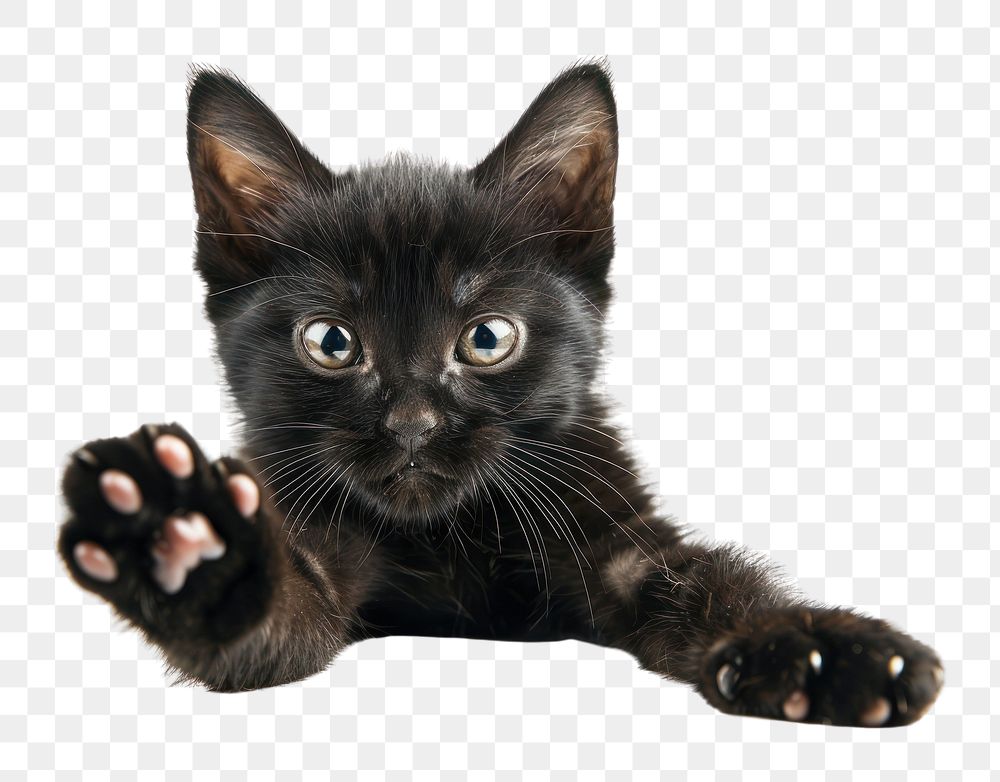 PNG Black cat kitten electronics hardware