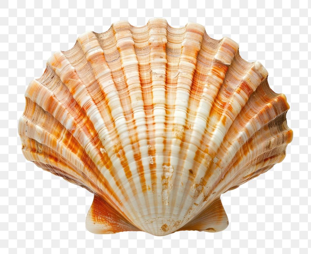 PNG Scallops sea shell invertebrate seashell seafood.