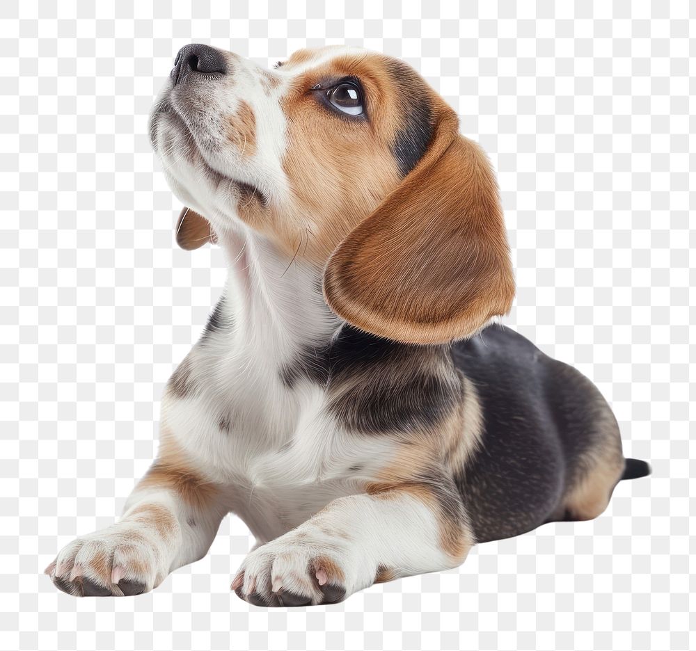PNG Beagle puppy dog animal.