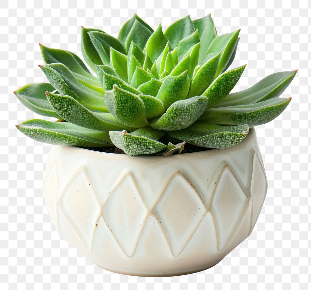 PNG Succulent plant planter pottery.