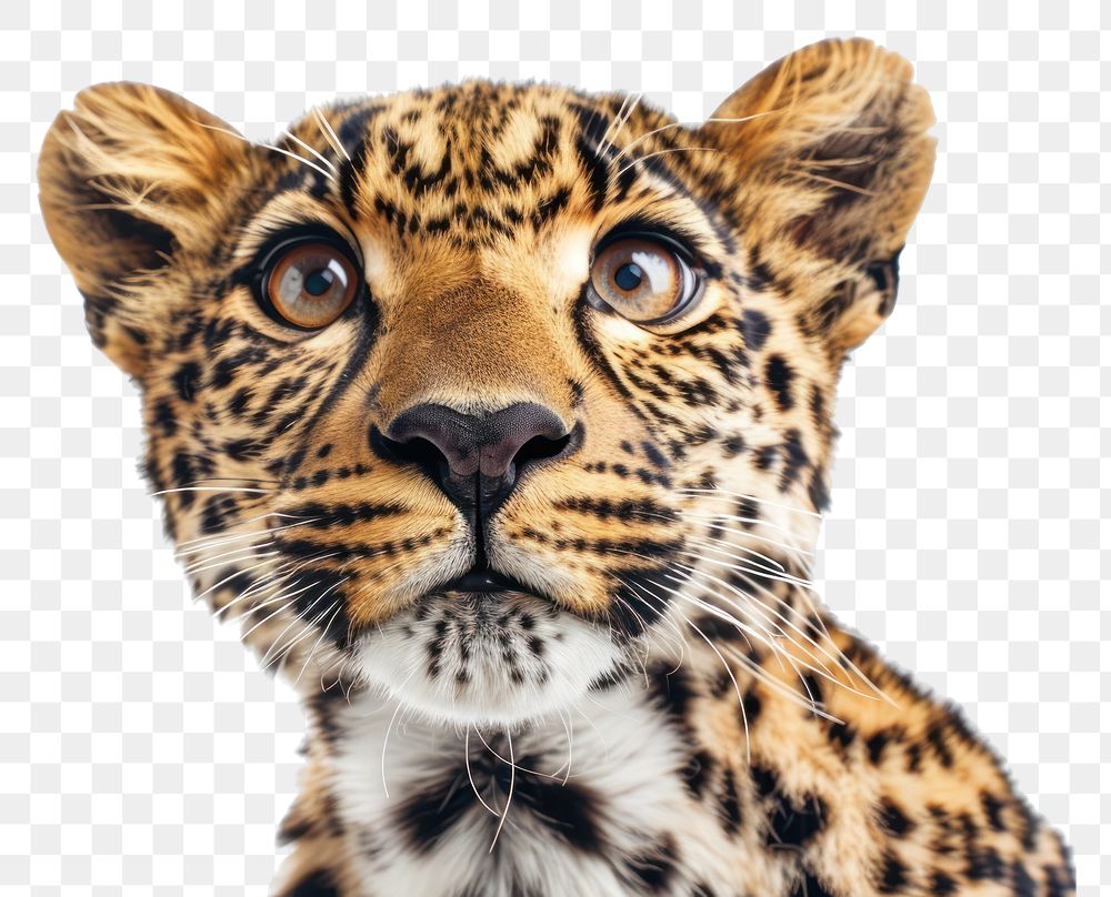 PNG Leopard looking confused wildlife panther cheetah.