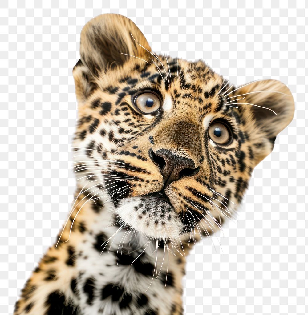 PNG Leopard looking confused wildlife panther cheetah.