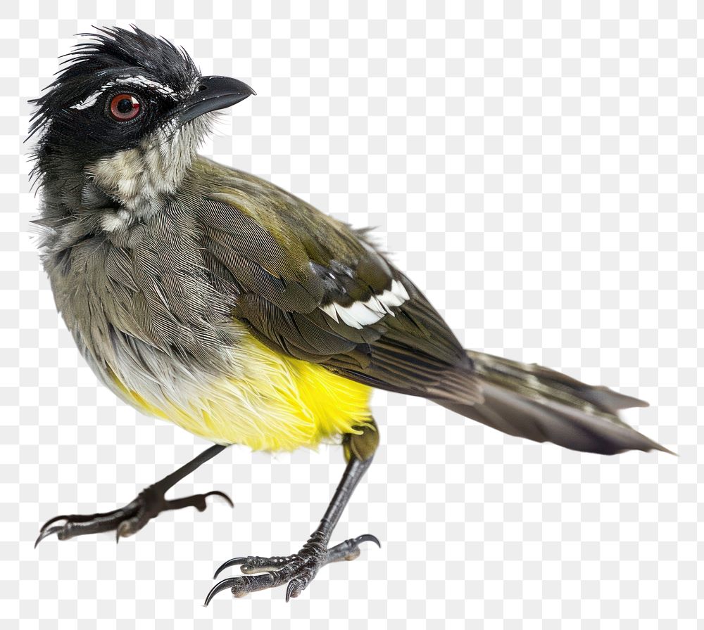 PNG Bulbul animal canary finch.