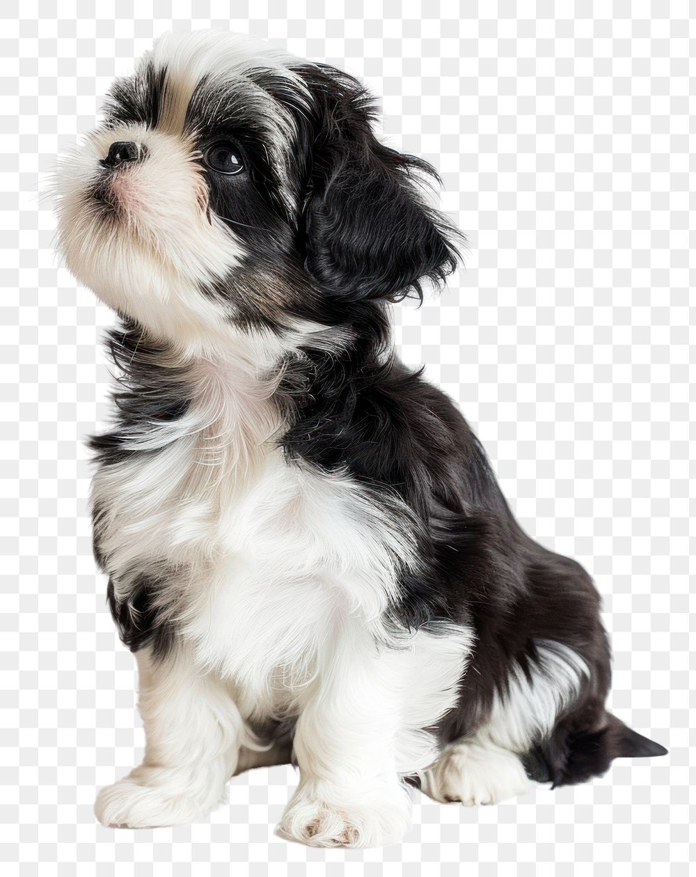 PNG Shih Tzu puppy animal canine mammal.