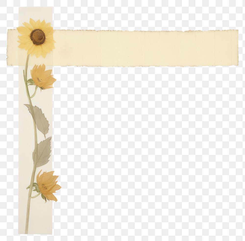 PNG Sunflower plant paper white background