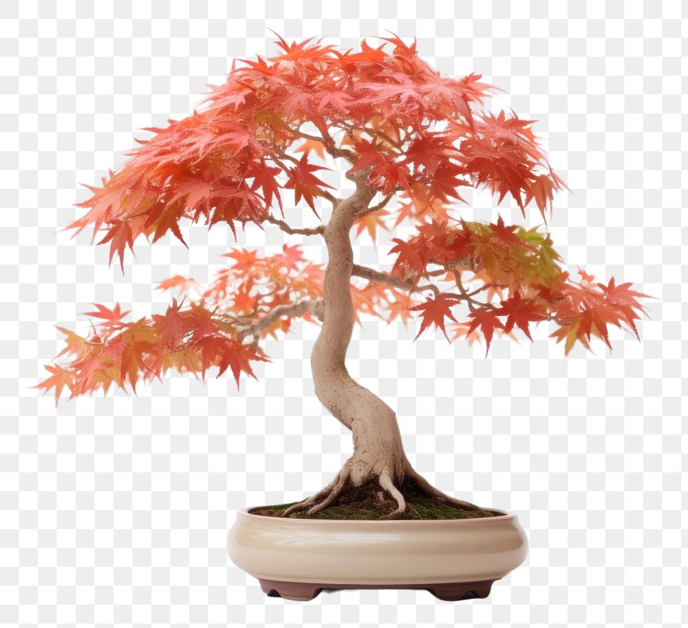 PNG Border maple bonsai plant tree.