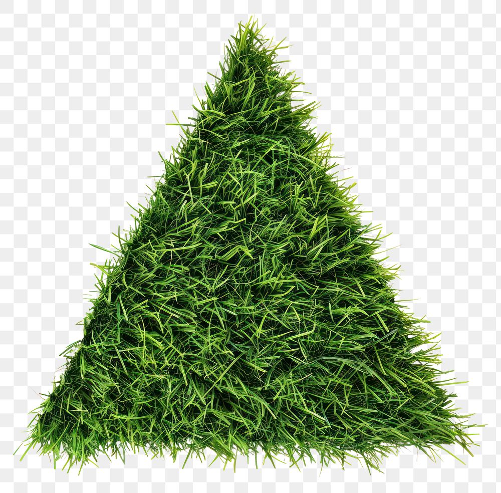 PNG Triangle shape lawn grass seasoning conifer.