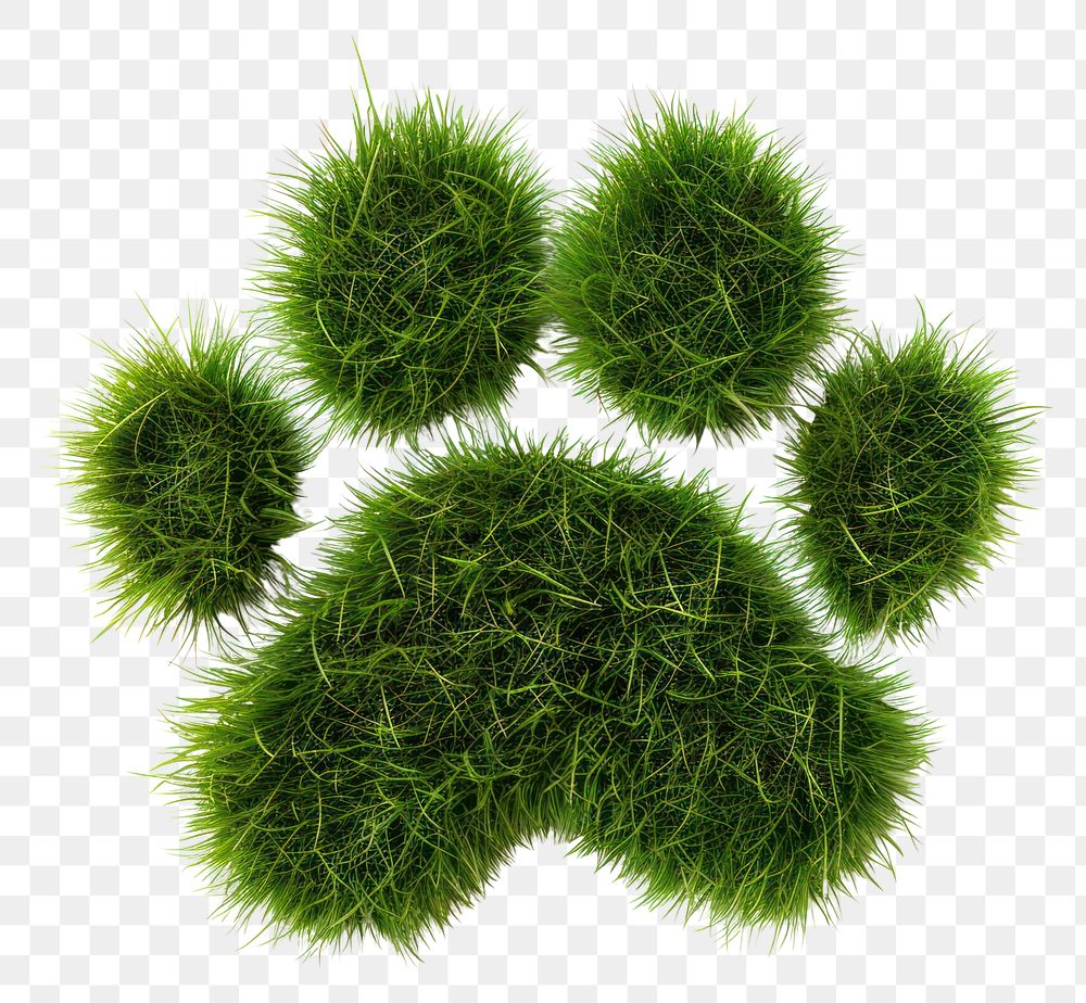 PNG Paw shape grass seasoning plant moss