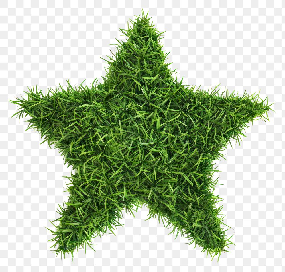 PNG Star shape lawn symbol plant leaf.