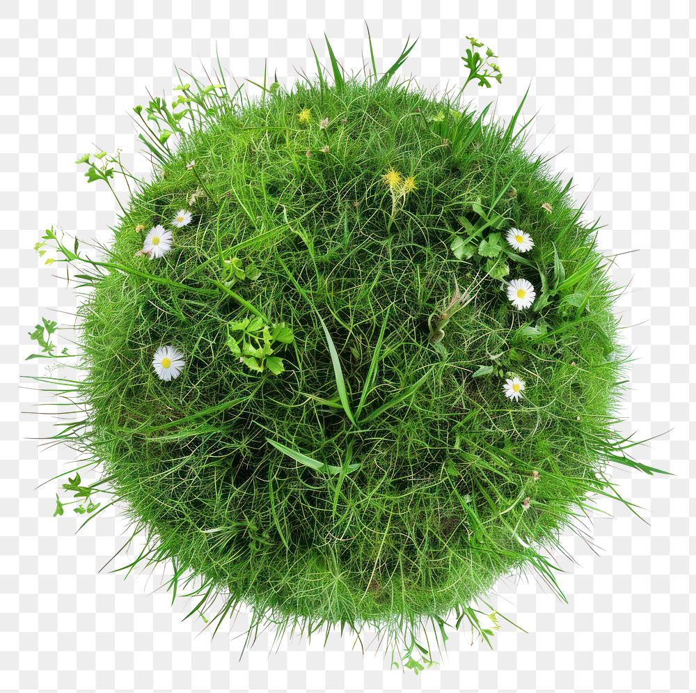 PNG Globe shape grass flower green blossom