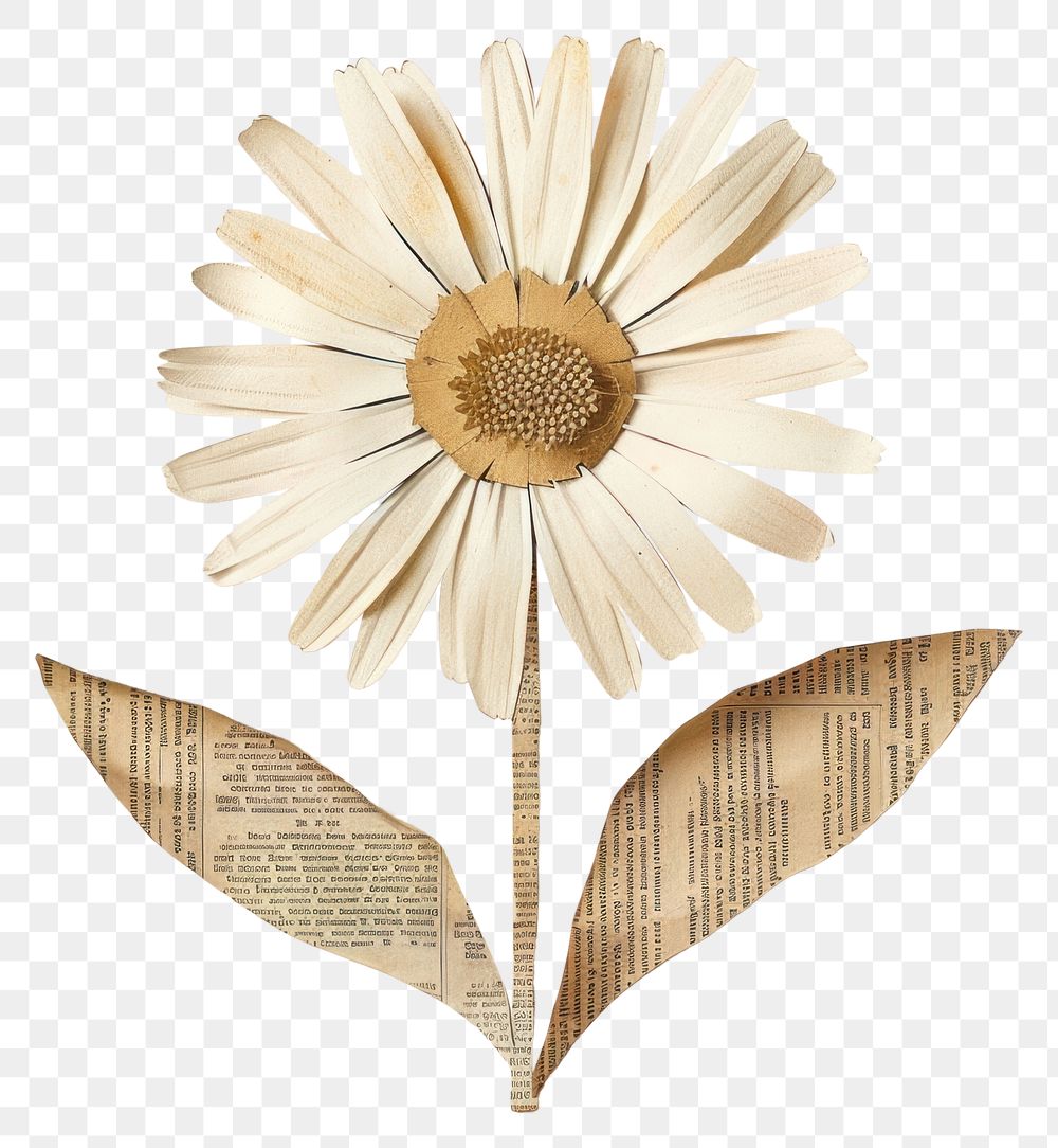 PNG Ephemera paper daisy art flower petal