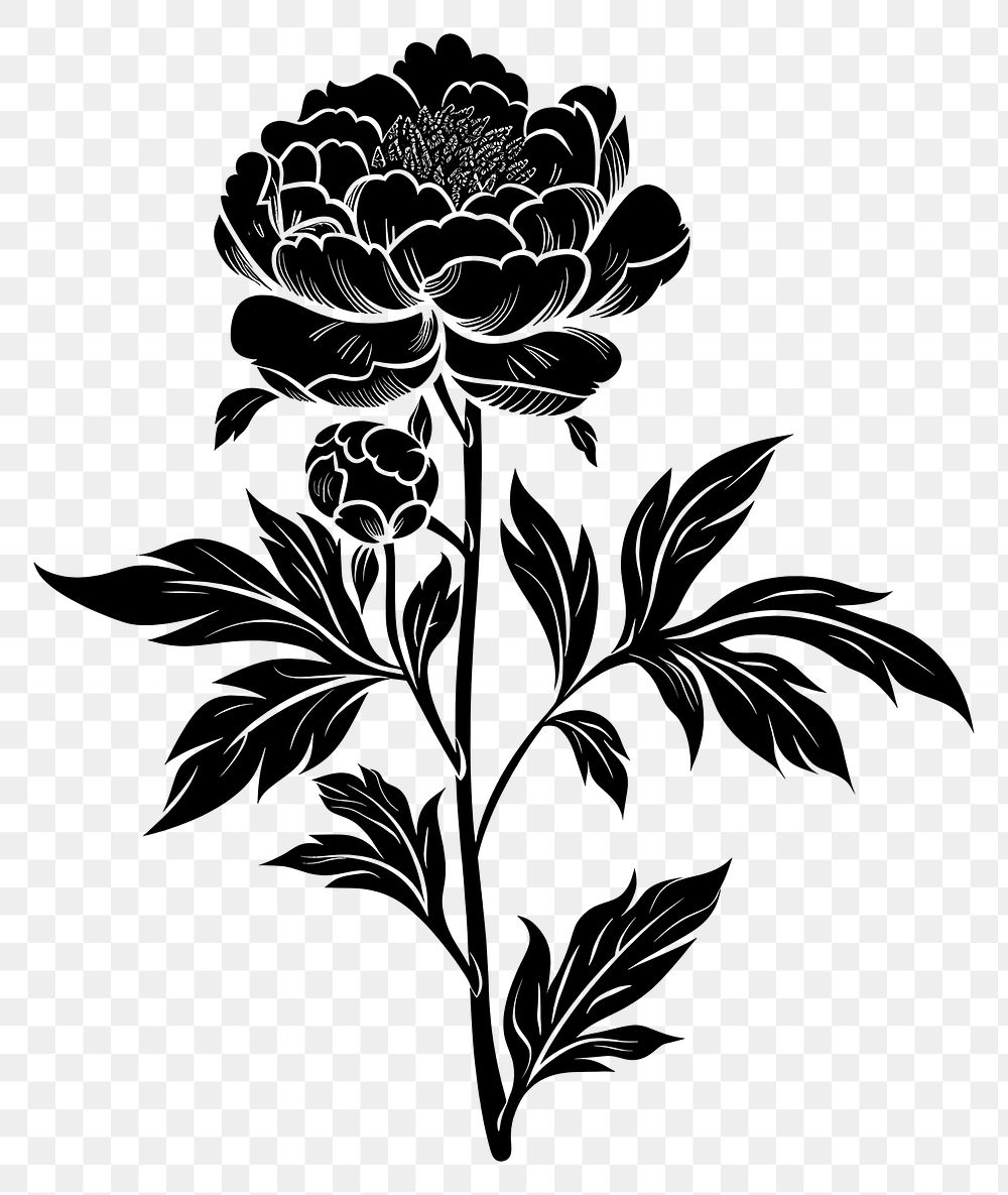 PNG Peony silhouette art illustrated graphics.
