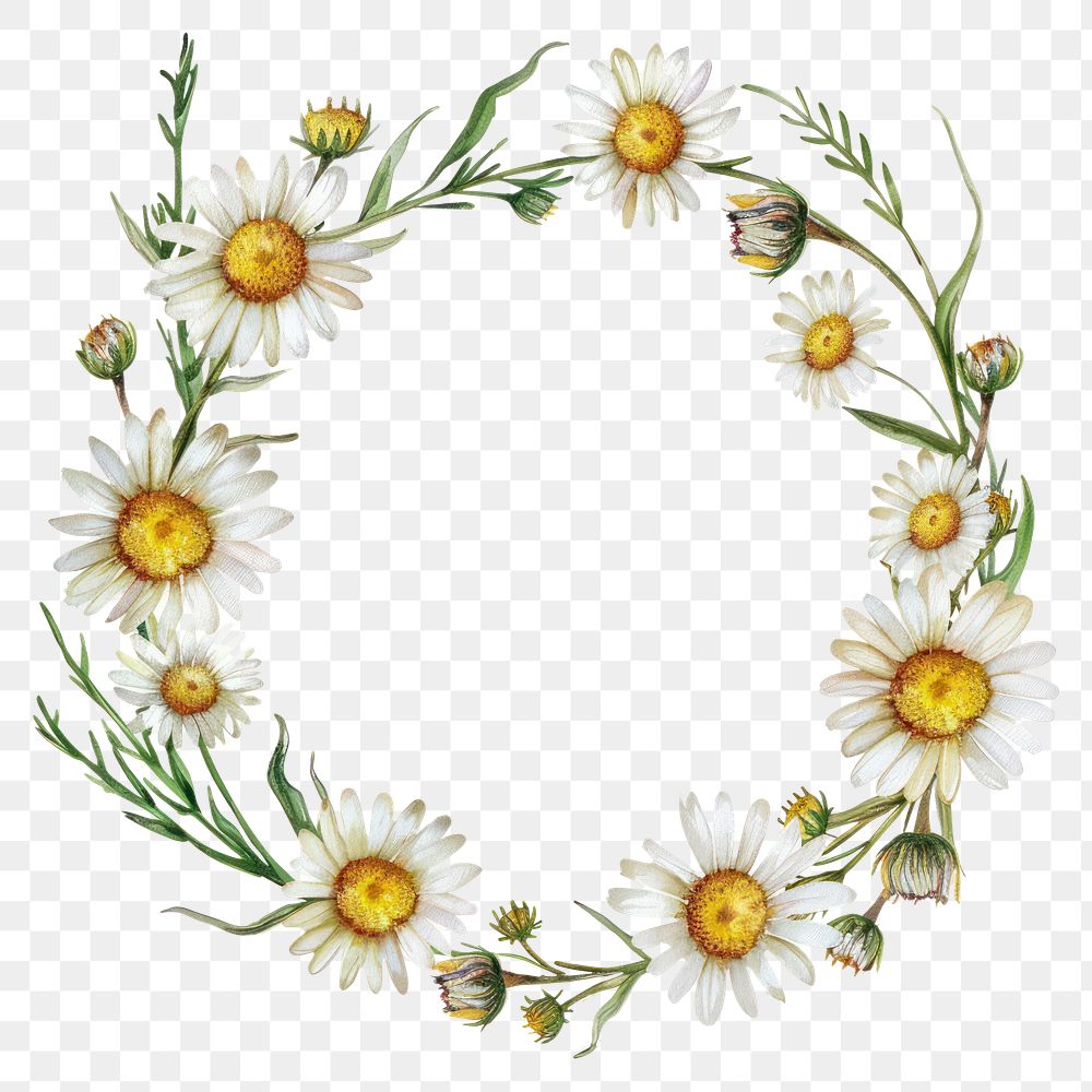 PNG Chamomile frame watercolor pattern flower wreath.