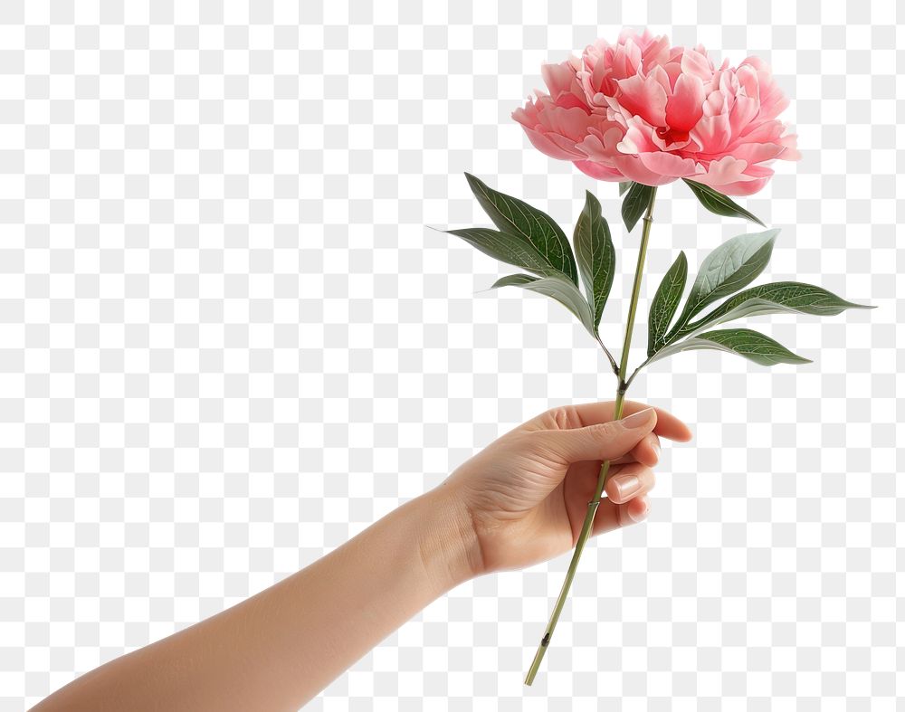 PNG  Hand holding a peony flower plant rose.