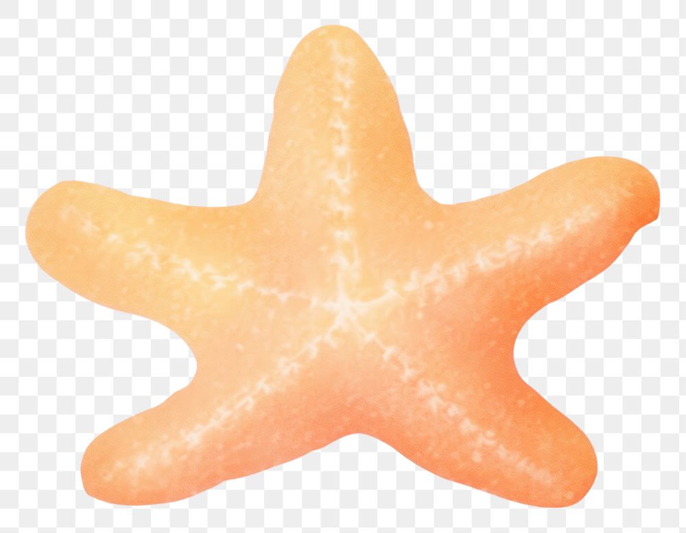 PNG Starfish shape food invertebrate.