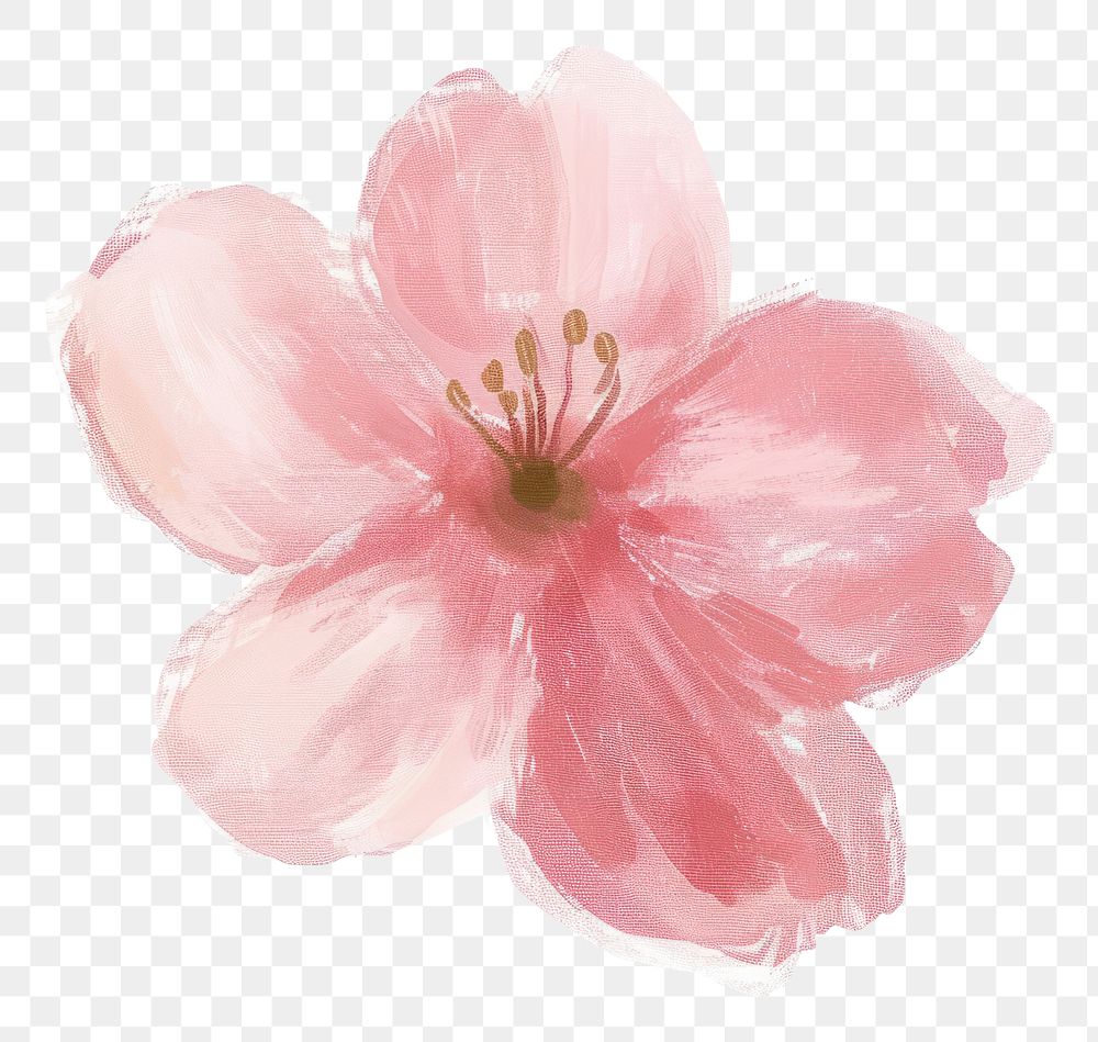 PNG Cherry blossom flower petal plant