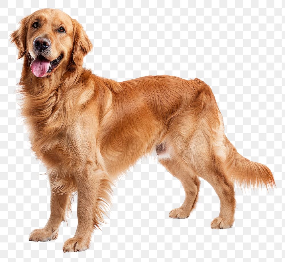 PNG Golden retriever mammal animal dog.