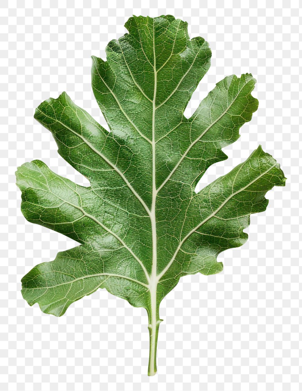 PNG Artichoke leaf vegetable arugula produce.