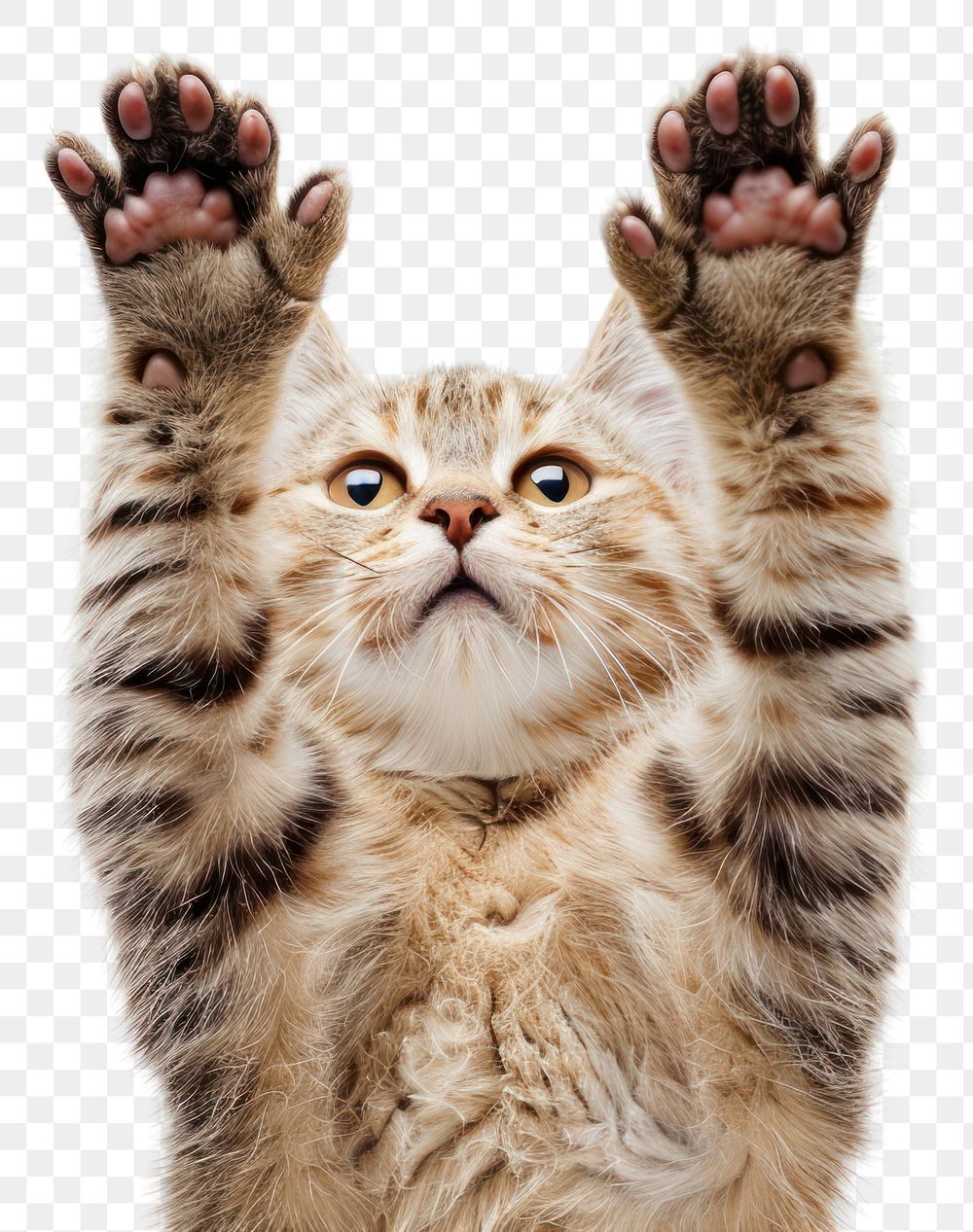 PNG Cat holds up two fingers animal mammal kitten.