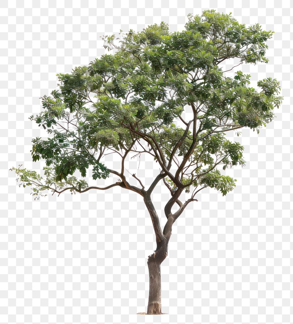 PNG Isolate Trees tree plant white background