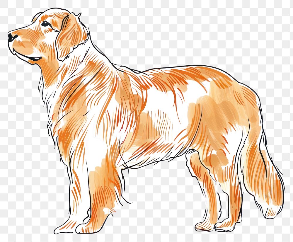 PNG Golden retriever doodle mammal animal dog.