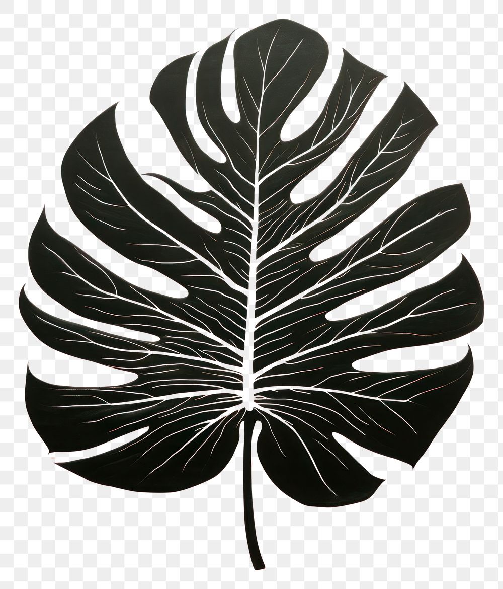 PNG Monstera plant leaf art.