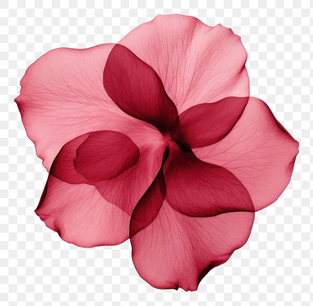 PNG Rose petals flower plant red
