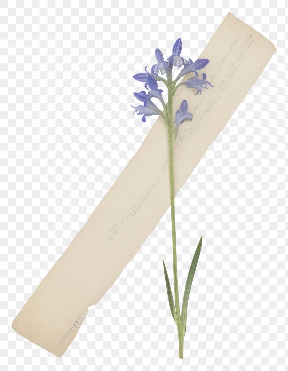 PNG Bluebells flower plant paper.