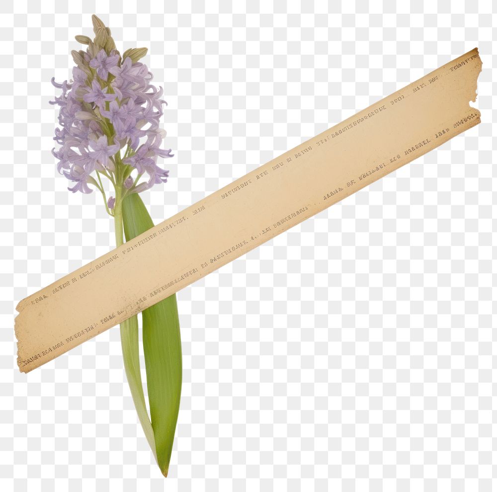 PNG Hyacinth flower plant paper.