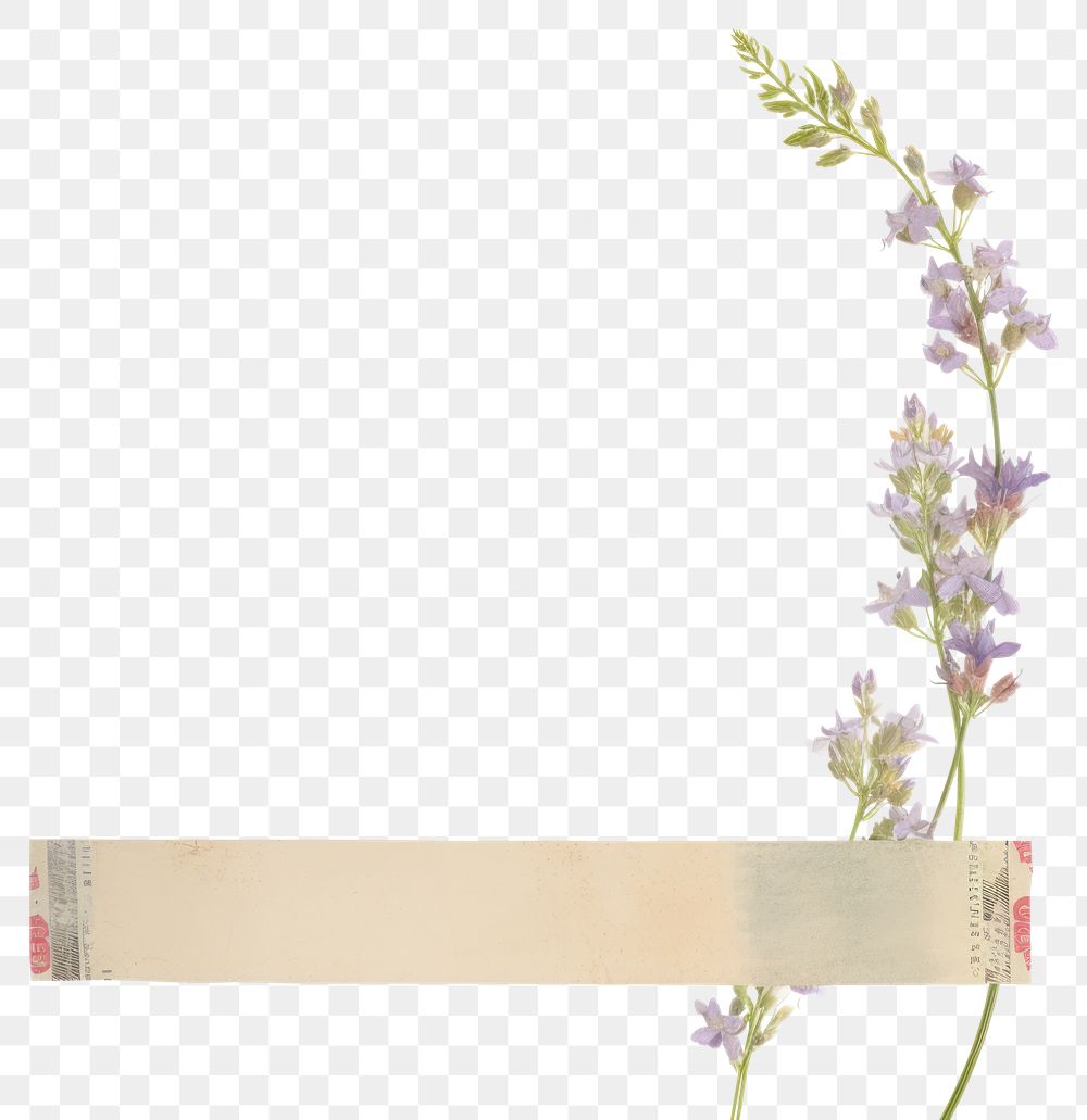 PNG Larkspur lavender flower plant