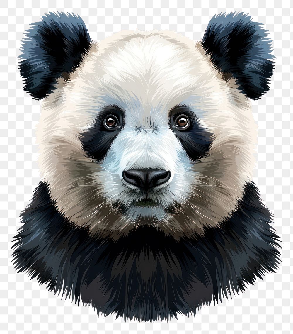 PNG Cute panda face mammal animal bear.