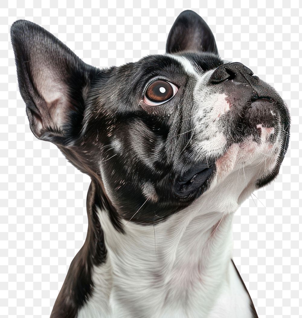 PNG Boston terrier bulldog animal canine.